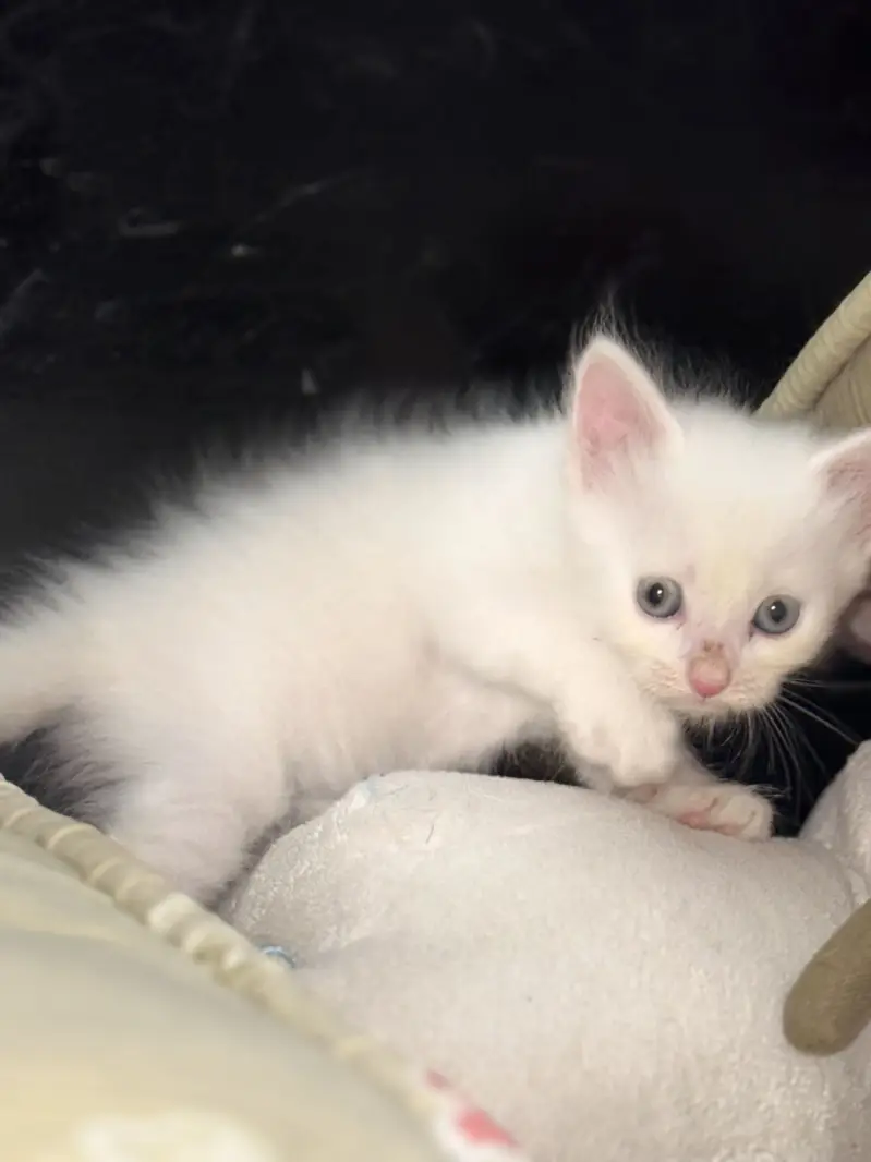 Persian Kittens For Sale — photo 10
