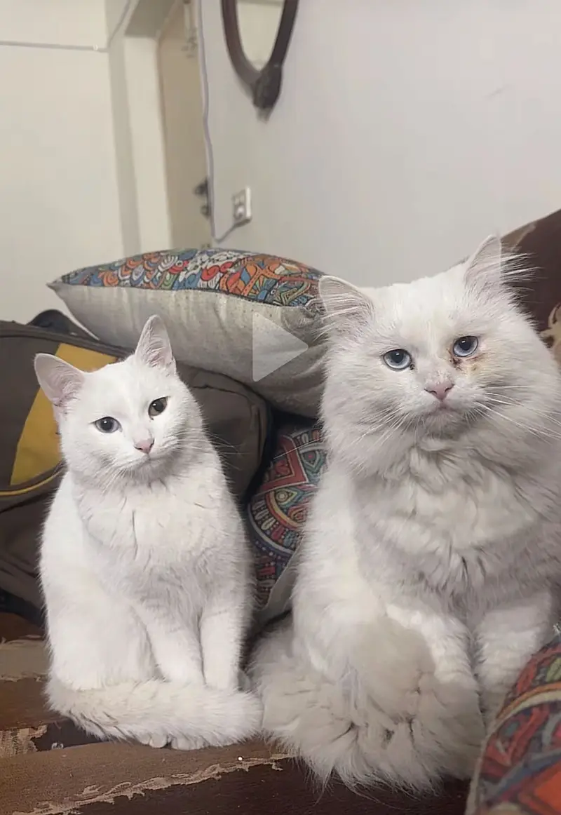 Persian Kittens For Sale — photo 11
