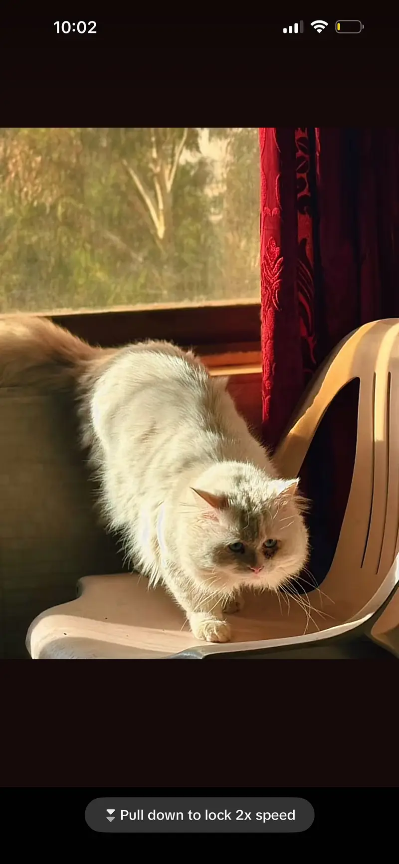 Persian Kittens For Sale — photo 12