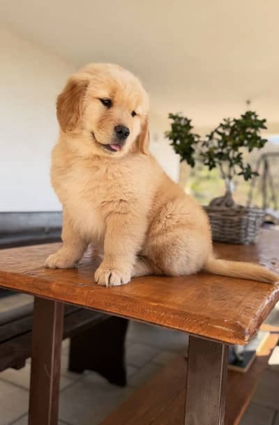 Golden Retriever Microchipped Pedigree Puppy