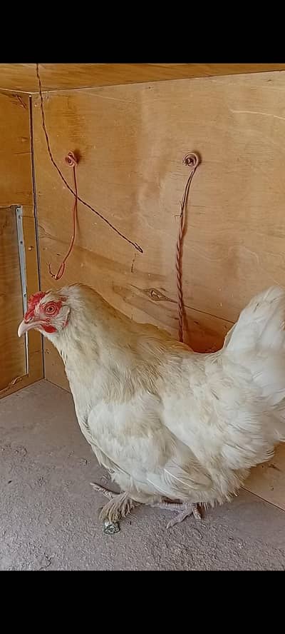 buff female whtspp03311079150