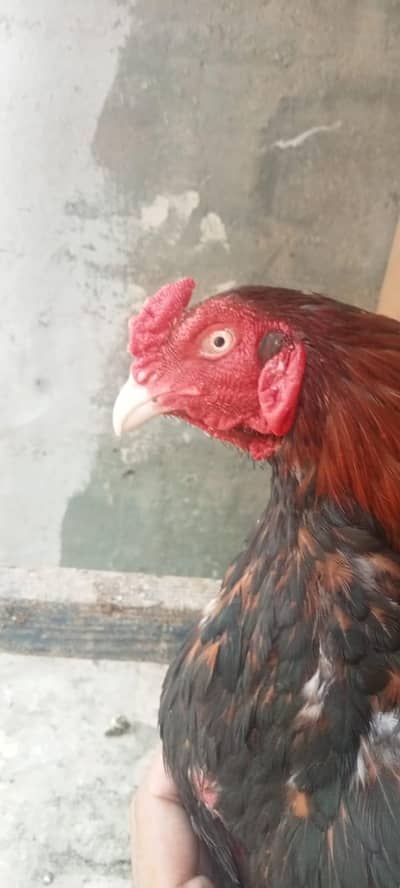 pure Mianwali young male for sale