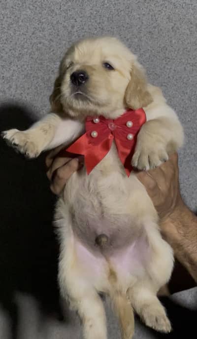 American Golden Retriever Pedigree Male Puppy