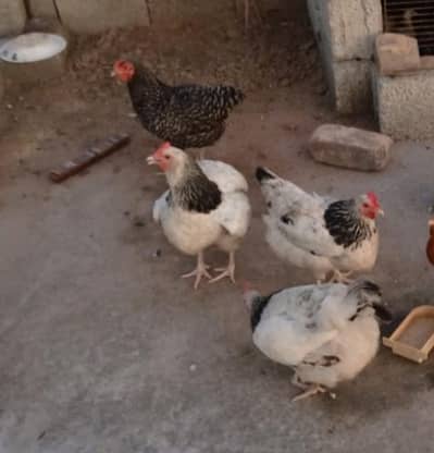4 Sussex Hens For Sale