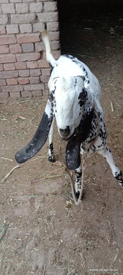 Bakra for sale khera