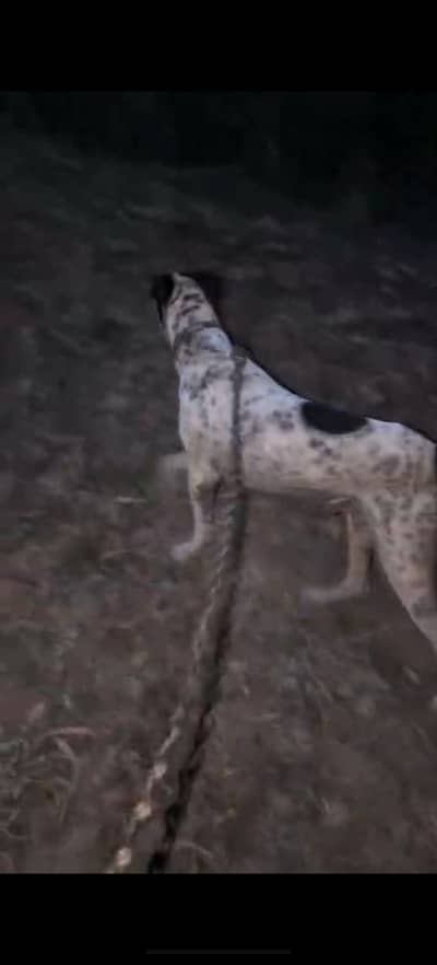 Bully gultear dog