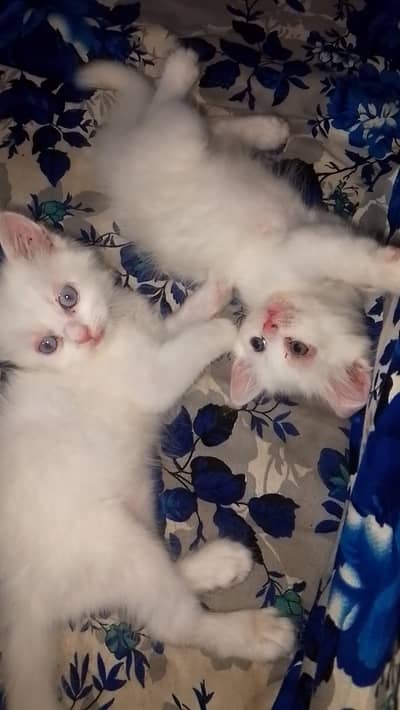 Jaksin ROMI Pair available 03144762823 contact on Whatsapp
