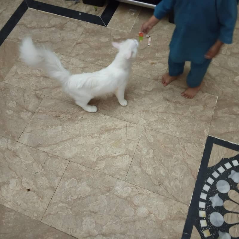 Persian  0