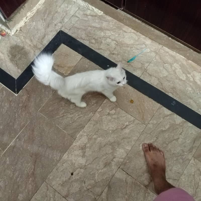 Persian  1
