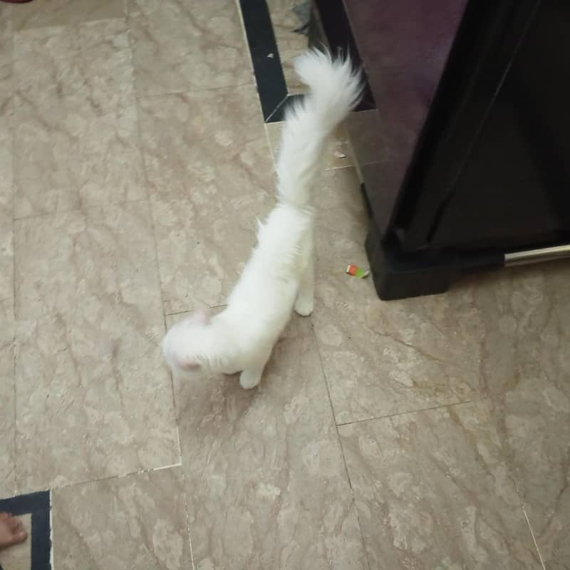 Persian  2