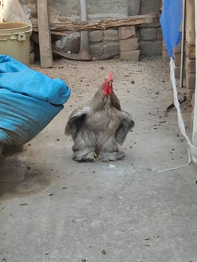 Bantam and Heavy Buff For Sale