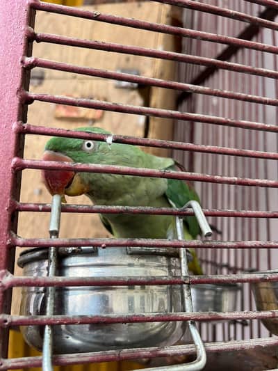 Raw Parrot pair for sale
