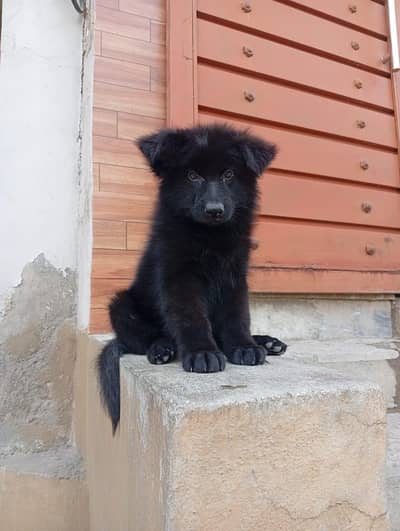 Black German Shephard Female puppy for sale
