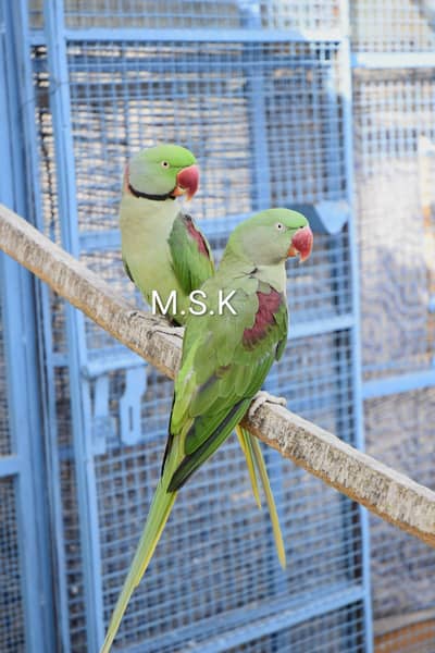 Raa/Alexanderine Parrot Pairs