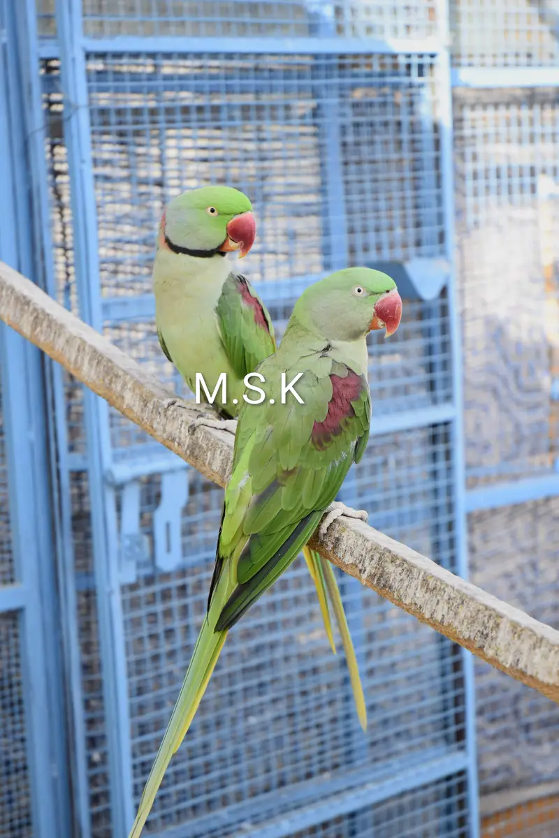 Raa/Alexanderine Parrot Pairs