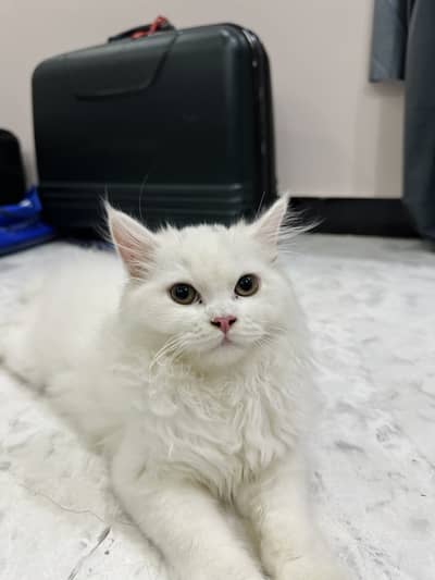 Persian kitten