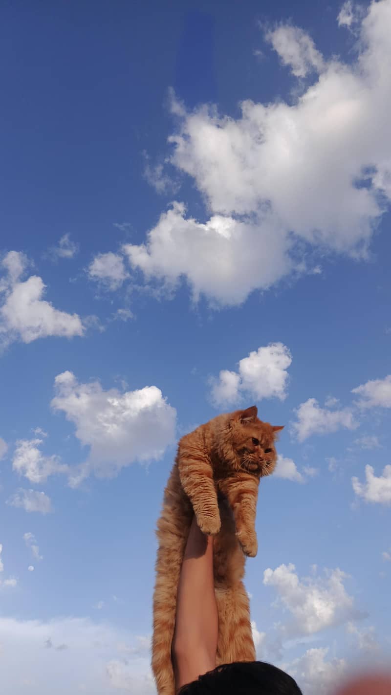 breeder cat 0