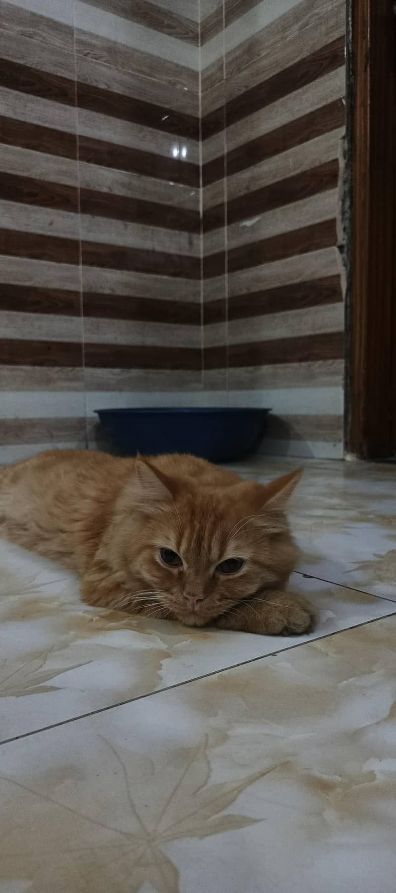 breeder cat 1