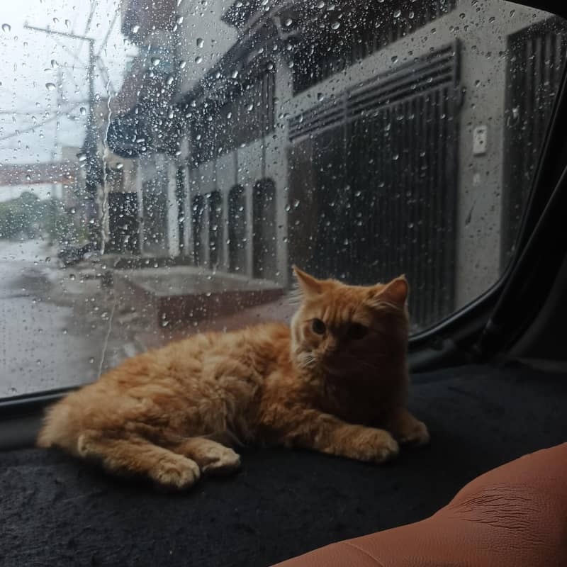 breeder cat 2