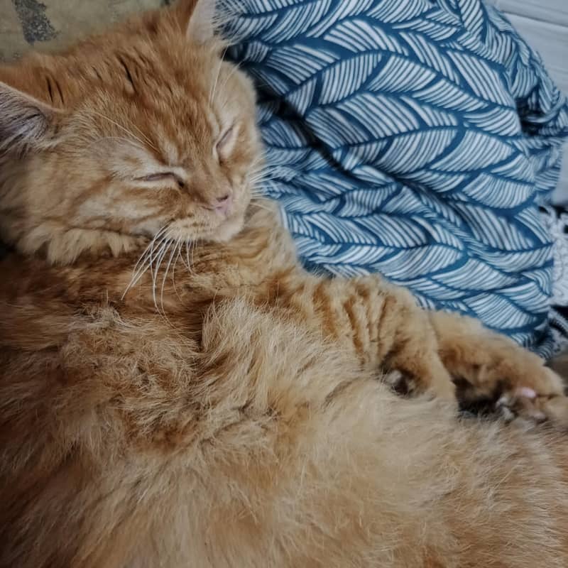 breeder cat 4