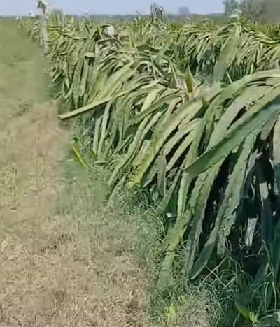 Dragon fruit cuttings