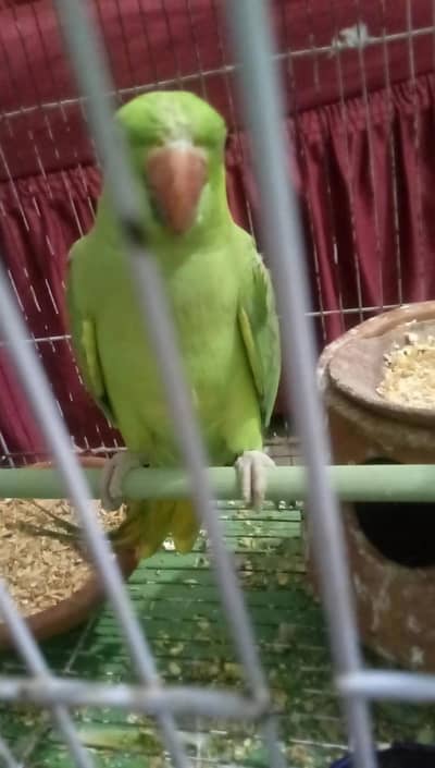 Taking parrot urget sale in low price
