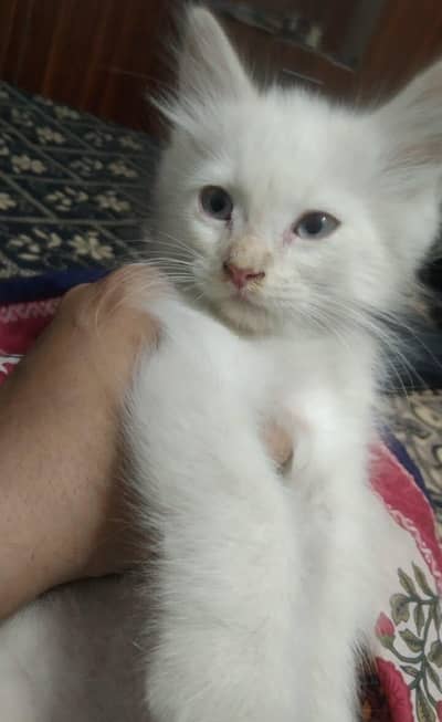 Beautiful cats pair in very norml price urgnt sale