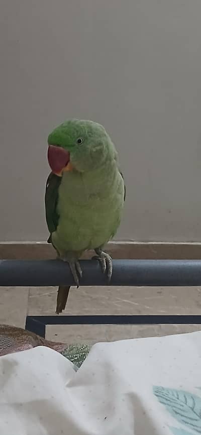 pahari parrot