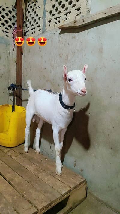 Elite Quality Teddy Breeder Bakra – 7 Months, Genuine Munda
