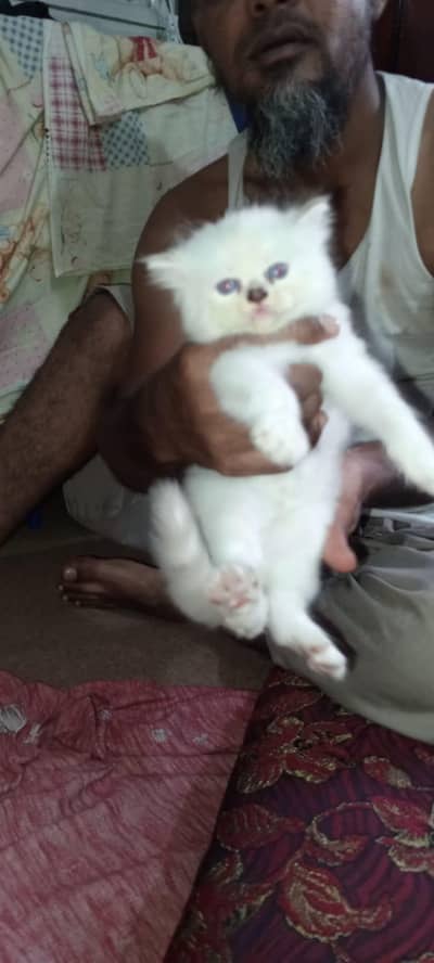 Persian kittens