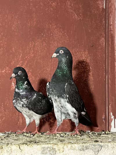 Resulted Breeder Pairs