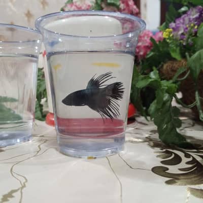 Fish Aquarium with sump filter