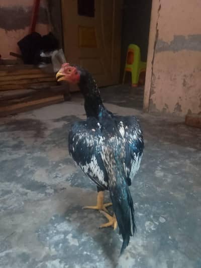 aseel murga for sale