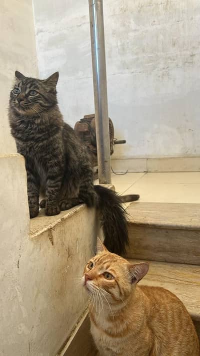 semi persian mix breed persian male cats for adoption