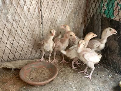 6 Aseel Heera Chicks For Sale/. . . . . Whats app: 03219874606