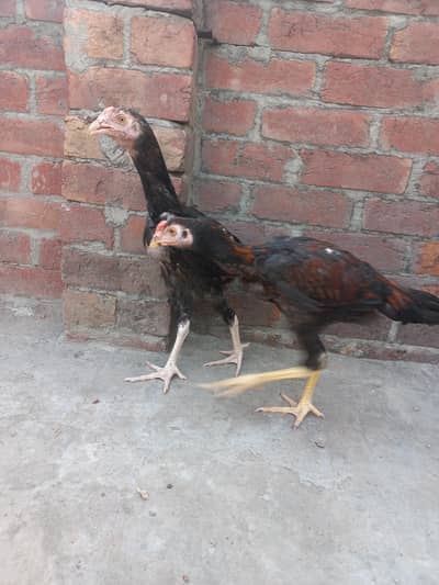 2 Aseel pathy for sale