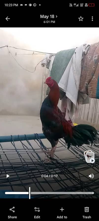 Pure Breed Aseel