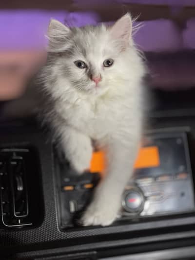 Triple coat Persian kittens punch face