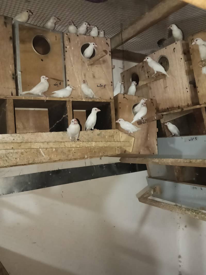 java Birds Faisalabad 1