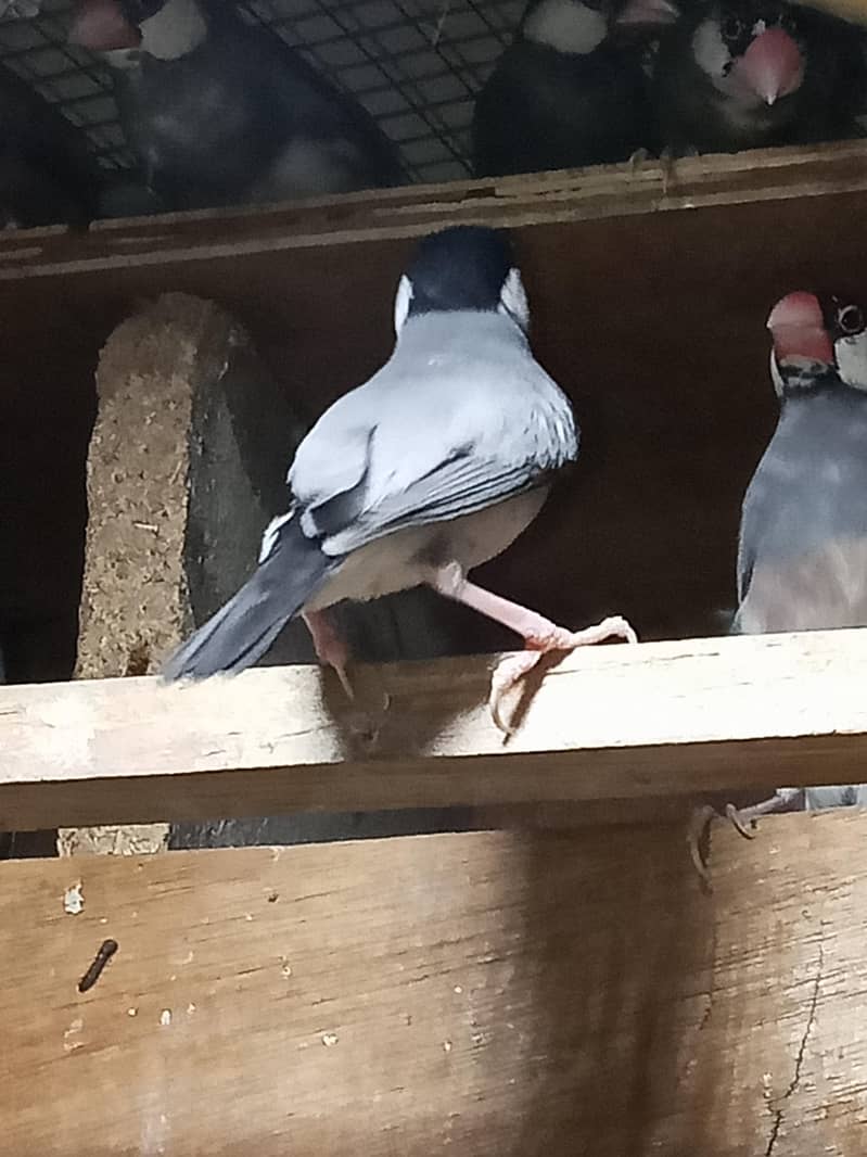 java Birds Faisalabad 2