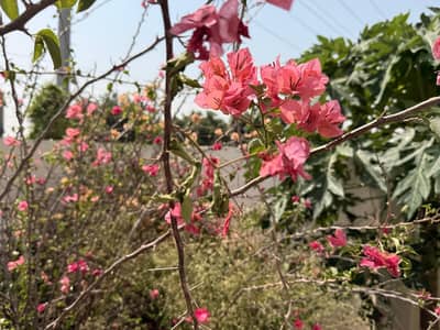 Plants For sale