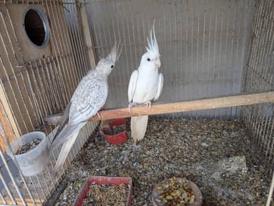 Cocktail Pair