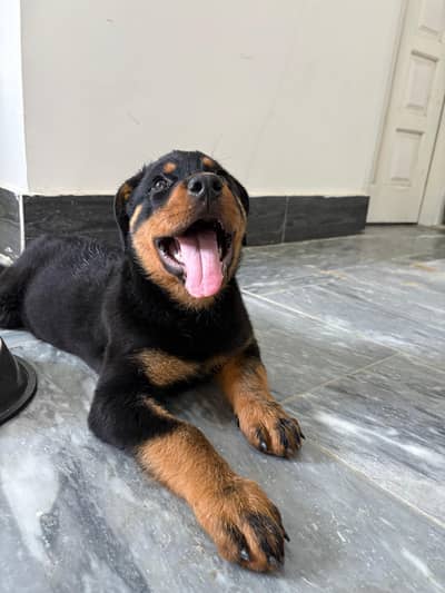 Original german breed Rottweiler for sale(Simba Pasha )