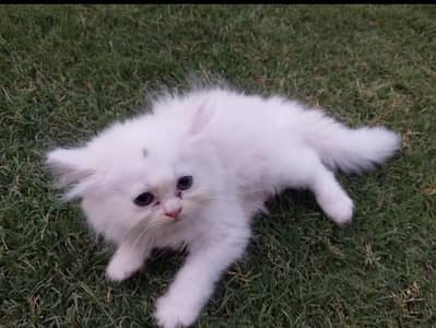 active and healthy kitten interested people contact me