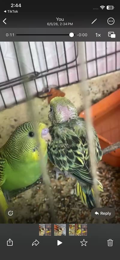 Breeder bird