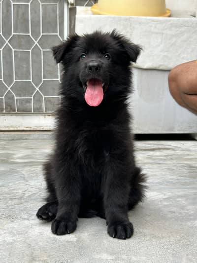 Black German shepherd
