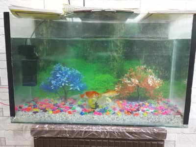 aquarium with 3 fishes