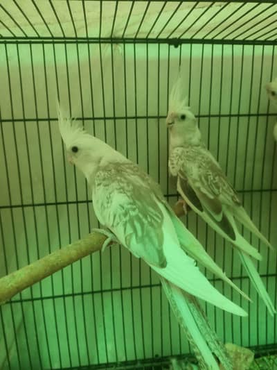 cockatiel