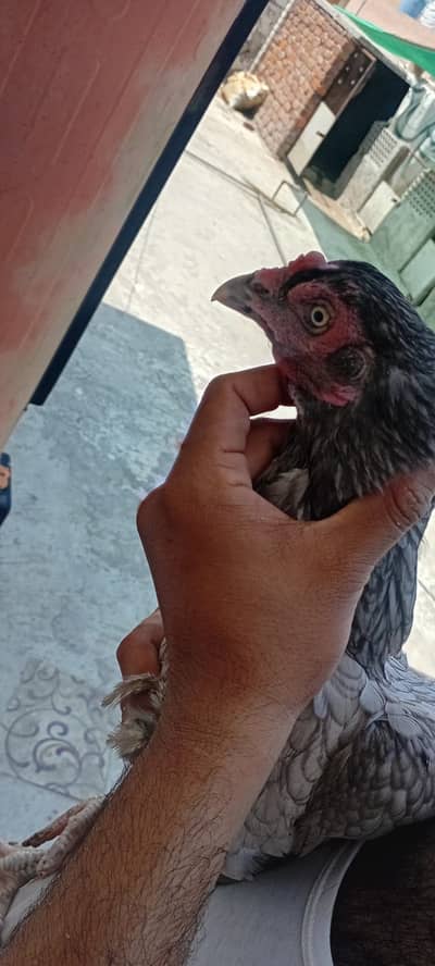 3 female . 1 female heera 1 chanii. 1 gray high quality