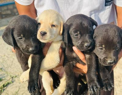 Top quality Labrador females for sale